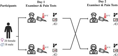 The Influence of Examiner Gender on Responses to Tonic Heat Pain Assessments: A Preliminary Investigation